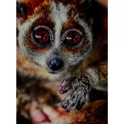 Bild Glas Slow Loris 80X120