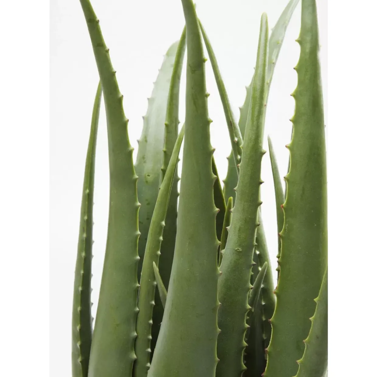 Deko Pflanze Aloe 69Cm