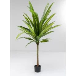 Deko Pflanze Dracaena Fragrans 180Cm