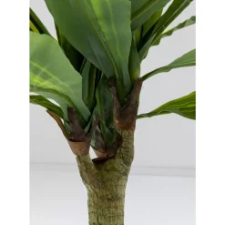 Deko Pflanze Dracaena Fragrans 180Cm