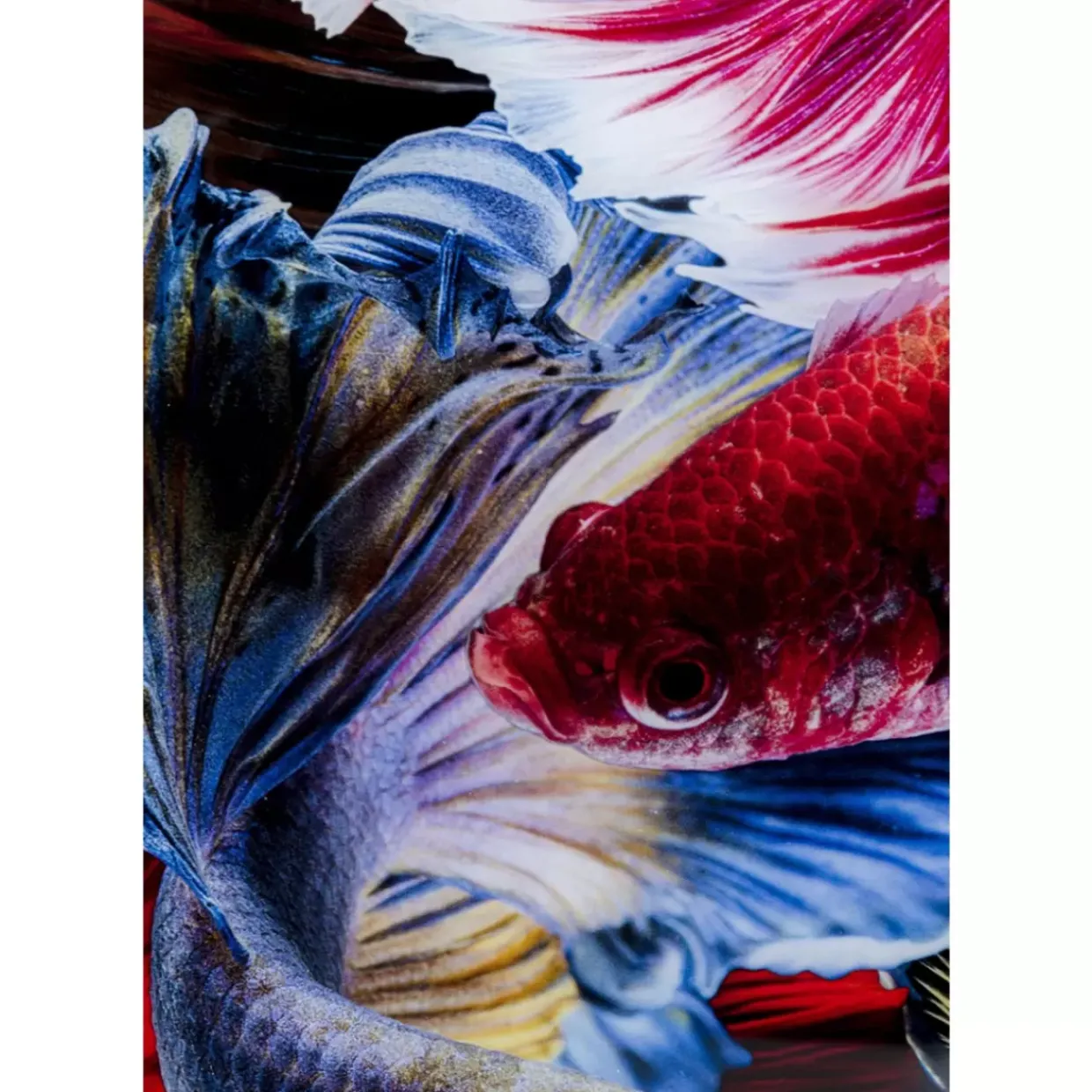 Glasbild Colorful Swarm Fish 120X120Cm