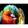 Glasbild Tropical Parrot 120X80Cm