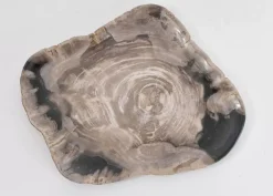 Platte Drakenhart Versteinertes Holz