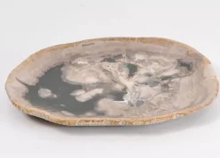 Platte Elfenbos Versteinertes Holz