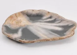 Platte Toverland Versteinertes Holz