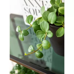 Regal Loft Schwarz 195X115