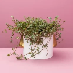 Ubertopf Nase Weiss/Gold